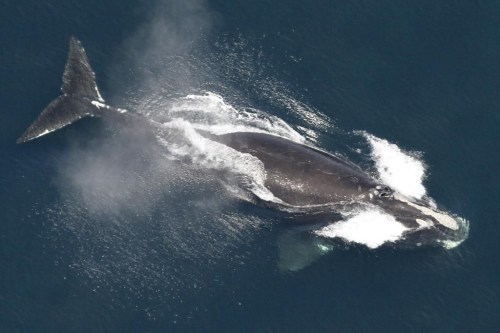 FILE - This image provided by NOAA, shows a North Atlantic right whale in the waters off New England, May 25, 2024. Rep. Buddy Carter, R-Ga., has proposed a years-long delay to changes to federal rules meant to protect vanishing whales, prompting a rebuke from environmental groups who say the animals need protection now. (NOAA via AP, File)