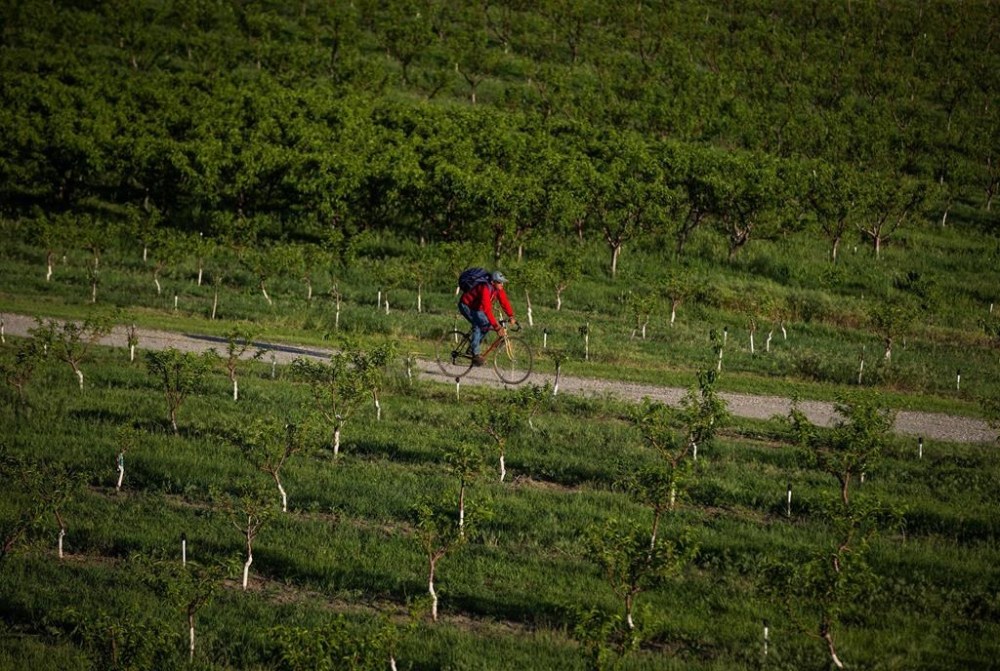 Top chefs in B.C. who pride themselves on seasonal and local fare are working without some of their favourite summer ingredients after the province's stone fruit harvest was almost wiped out by a January cold snap. A man rides a bicycle on a road at an orchard at sunset in Osoyoos, B.C., on Sunday May 13, 2018. THE CANADIAN PRESS/Darryl Dyck