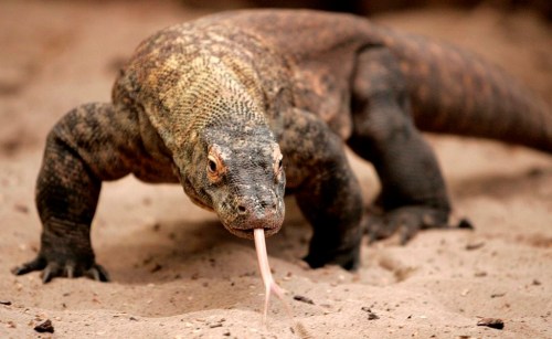 FILE - Flora the Komodo dragon walks around her enclosure at Chester Zoo in Chester, England, Monday Dec. 18, 2006. Flora's virginal conception, and that of another Komodo dragon earlier in the year at the London Zoo, are the first time it had been documented in Komodo dragons. (AP Photo/Dave Thompson, File)