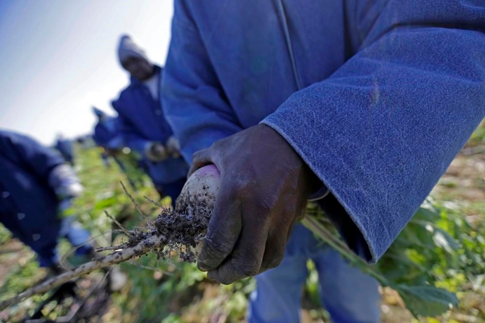 FILE - Inmates harvest turnips at the Louisiana State Penitentiary in Angola, La., on April 15, 2014 . U.S. District Court Judge Brian Jackson issued a temporary restraining order Tuesday, July 3, 2024, giving the state department of corrections seven days to provide a plan to improve conditions on the so-called Farm Line at Louisiana State Penitentiary, otherwise known as Angola. (AP Photo/Gerald Herbert, File)