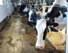 Cows in a dairy farm in Saguenay Que., on January 23, 2024. THE CANADIAN PRESS/Jacques Boissinot