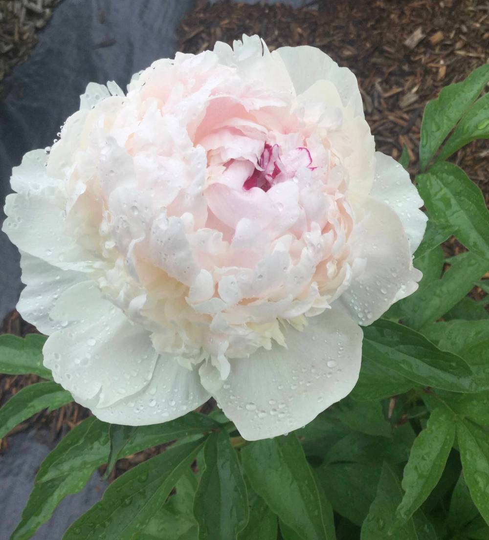 Madame de Verneville is a fragrant lactiflora peony bred in 1885 in France.