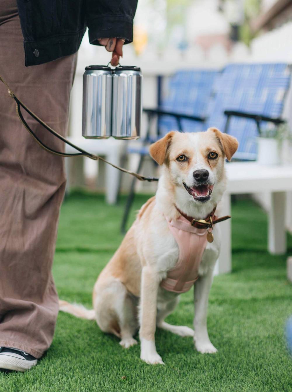 SUPPLIED
The Winnipeg humane society has launched a unique contest fundraiser that allows a few pet owners to feature their furry friends on a local beer. The limited-edition cans will also be from the Good Neighbour Brewer & Bottle Shop beginning July 17, with proceeds from the beer going to the WHS.