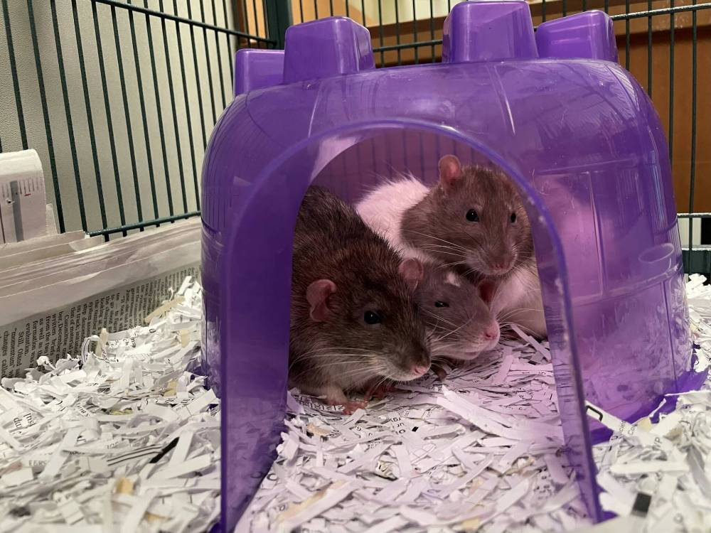 SUPPLIED
Some of the six rats dumped at the Humane Society.