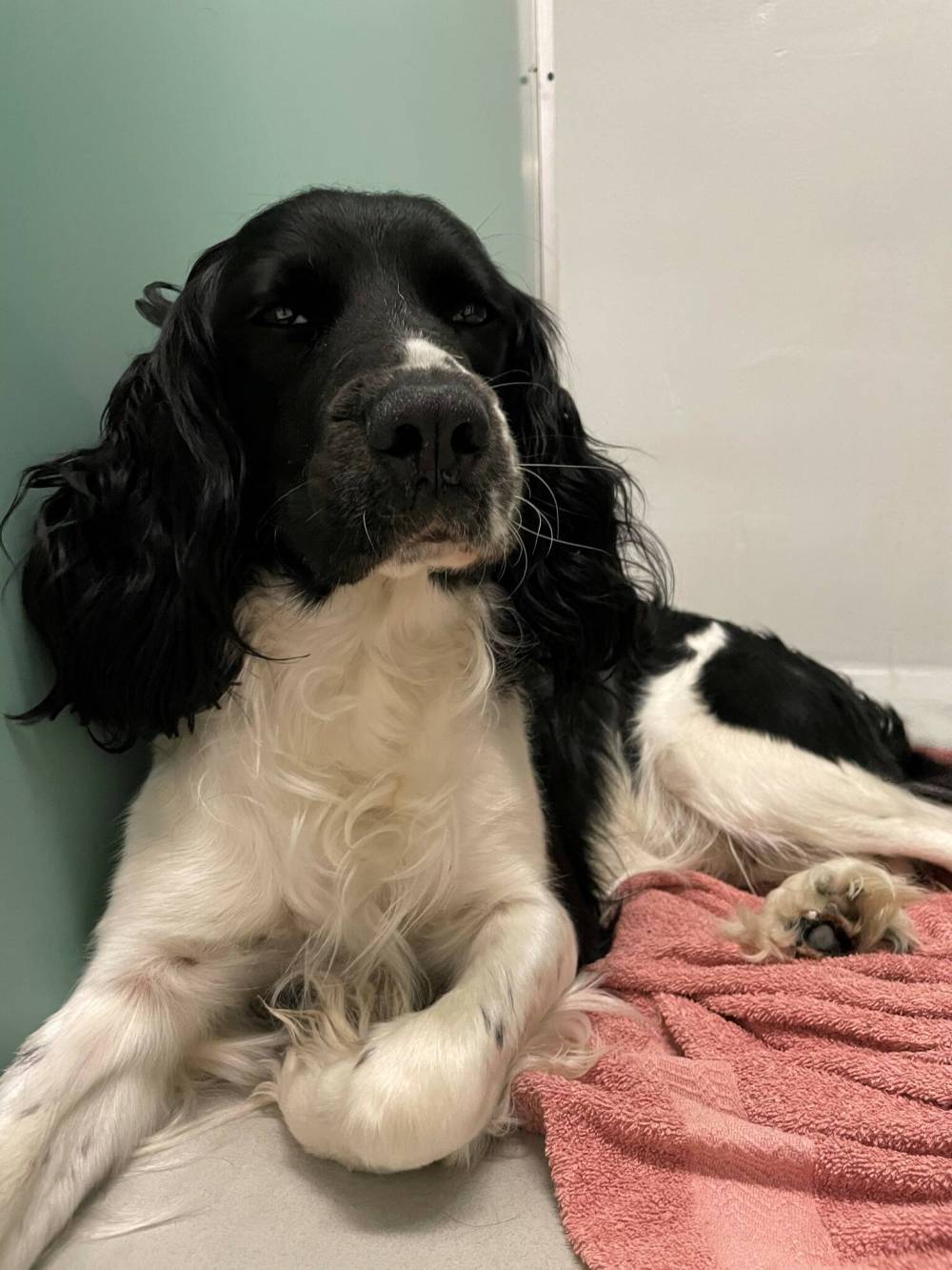 SUPPLIED
Ripp, a springer spaniel, was one of 10 animals dumped at the Humane Society over the weekend.