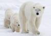 A polar bear mother and her two cubs walk along the shore of Hudson Bay near Churchill, Man., in 2007. (Jonathan Hayward / The Canadian Press files)