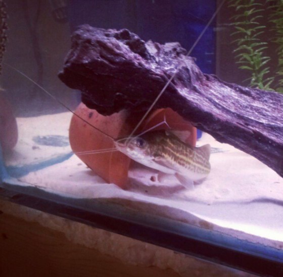 Whiskers didn‘t stop growing until he was a foot long. (Submitted)