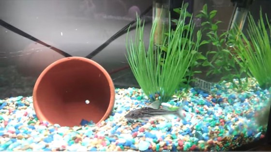 Baby Whiskers (Submitted)