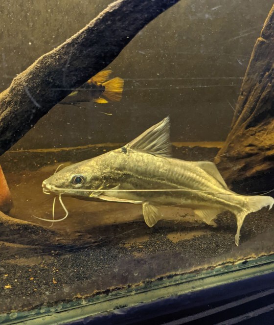 Whiskers weighs close to a pound now and has a hearty appetite. (Submitted)