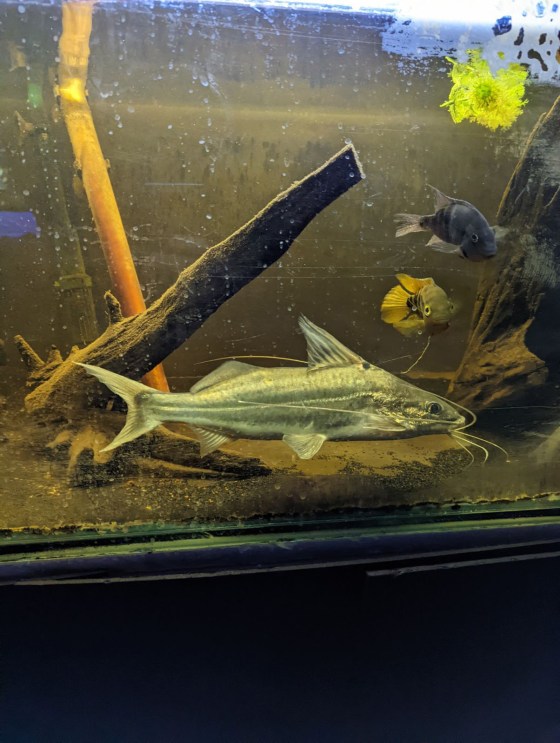 Whiskers chilling with a couple of his friends. (Submitted)