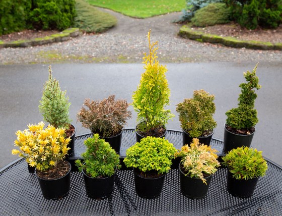Dwarf Conifers for patio containers. The plants come in a mix of shapes, colours, and textures. (Iseli Nursery)