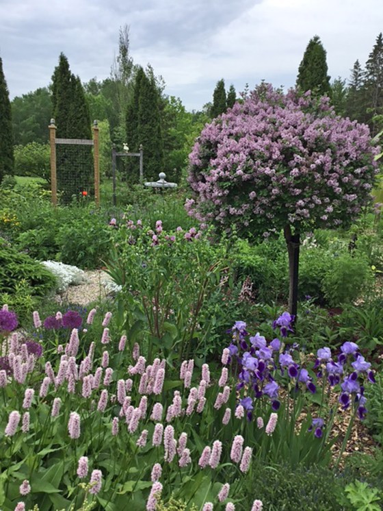 Lilacs and irises are in bloom in Leila Wegert‘s Selkirk garden. (Submitted)