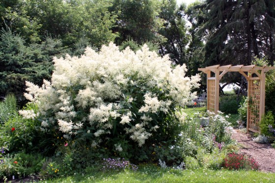 Giant Fleece Flower from Glenda MacPhee's Neepawa garden. (Submitted)