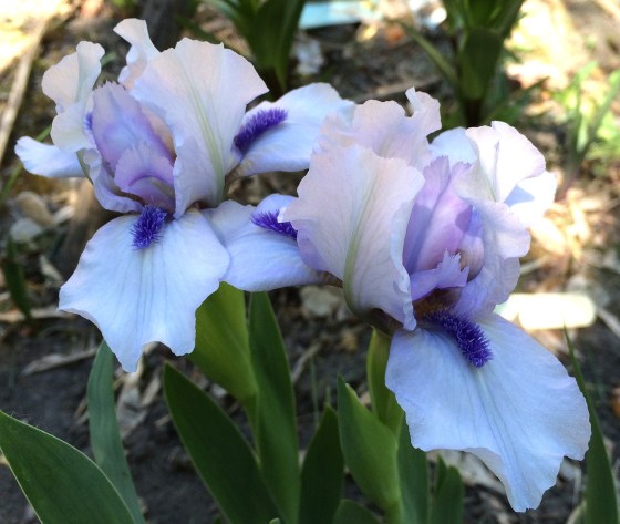 Forever Blue, a standard dwarf bearded iris was developed by iris breeder Chuck Chapman. (Barbara-Jean Jackson photo)