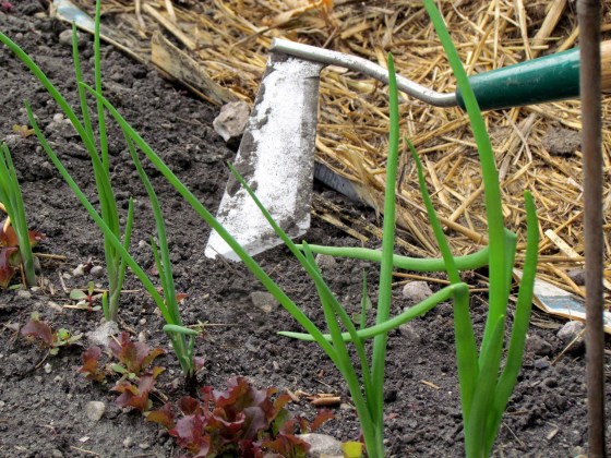The swoe garden tool is used in a push-pull motion to cut off roots just below the soil surface.(Colleen Zacharias / Free Press)
