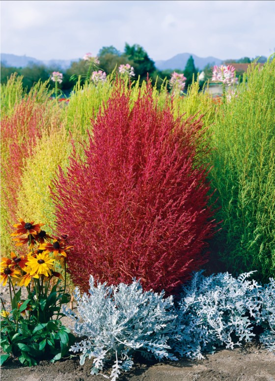 Kochia Burning Bush (E.W. Gaze / The Seed Company)