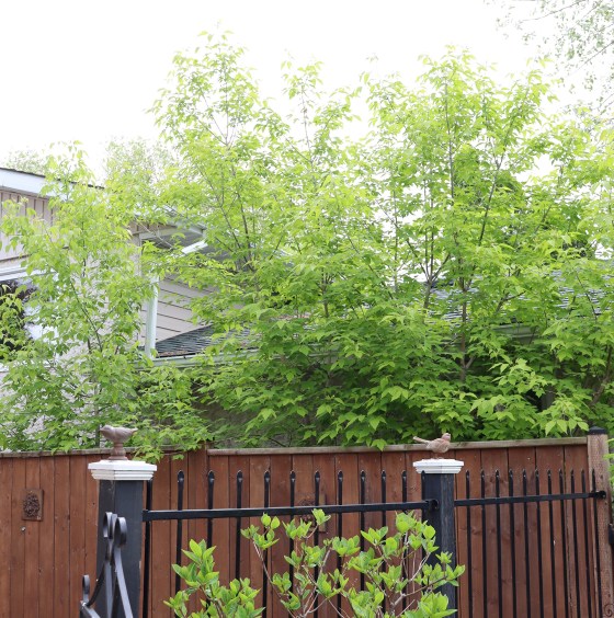 Ash tree seedlings grow up to be big trees. (Colleen Zacharias / Free Press)