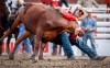 Justin Shaffer, of Hico, Texas, wrestles a steer during rodeo action at the Calgary Stampede in Calgary, Saturday, July 6, 2024. A third animal has been euthanized at the Stampede's rodeo competition.THE CANADIAN PRESS/Jeff McIntosh