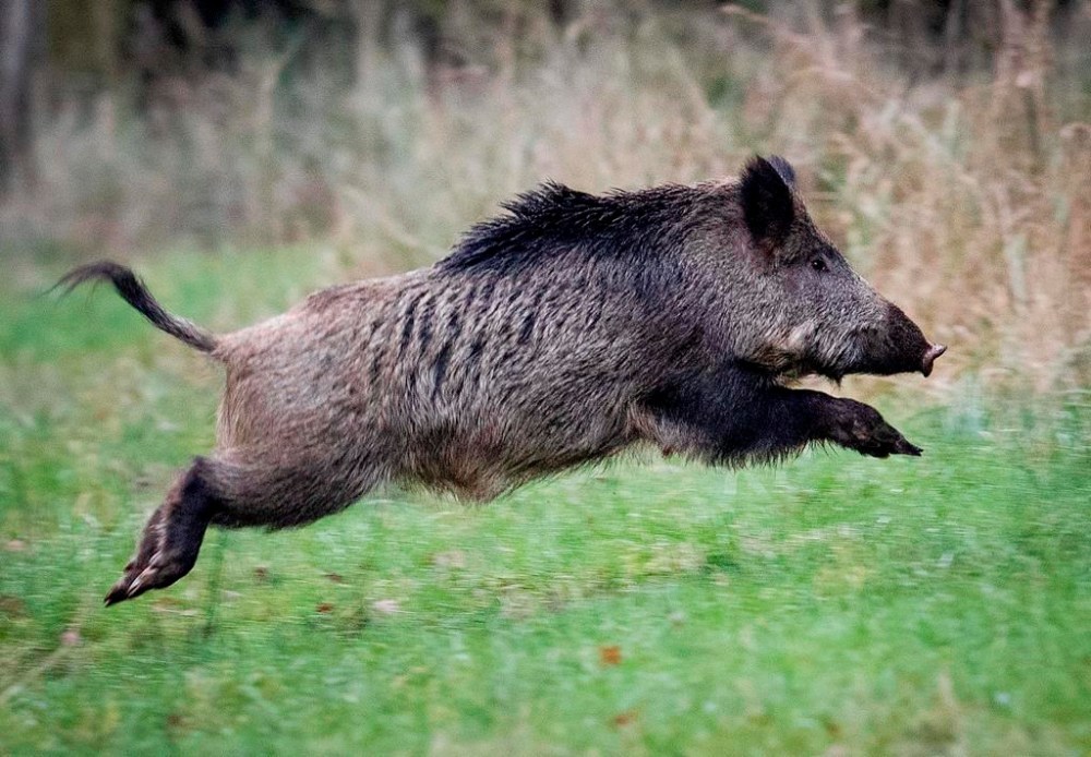 The Saskatchewan government has put a moratorium on new wild boar farms after decades of expanding feral swine populations. A wild boar runs in a forest in the Taunus region near Frankfurt, Germany, Friday, Nov. 9, 2019. THE CANADIAN PRESS/AP/Michael Probst