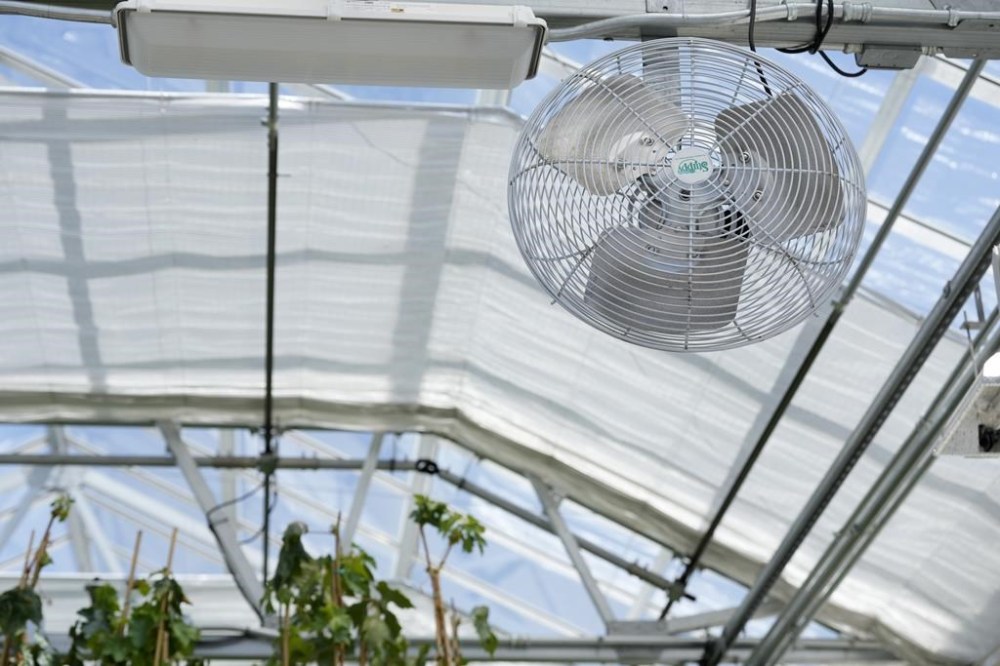 A fan hangs above plants growing in a greenhouse at the Core Greenhouse Complex on the University of California, Davis, campus in Davis, Calif., Monday, May 20, 2024. (AP Photo/Jeff Chiu)