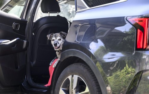 Friday, a 12-year-old catahoula/mountain cur mix, looks out from her spot in the car, in Ottawa on Wednesday, July 17, 2024. Friday, who is originally from Kentucky and was brought over by Catahoula Rescue Ontario, occasionally travels with her family to the United States. The United States' Centers for Disease Control and Prevention has new import requirements for dogs entering the U.S. from Canada. THE CANADIAN PRESS/Justin Tang