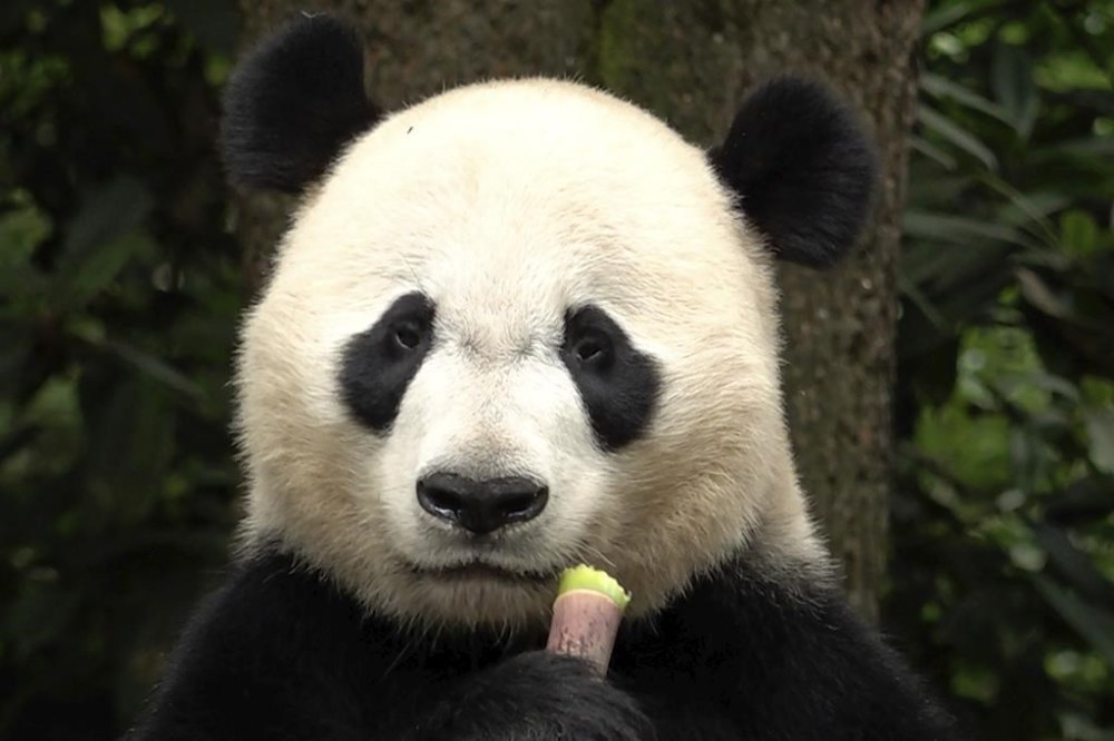 Bei Bei, a male giant panda, born in Smithsonian's National Zoo in the U.S. in 2015 and returned to China in 2019, eats bamboo at the Bifengxia Panda Base of the China Conservation and Research Center for the Giant Panda in Ya'an, southwest China's Sichuan Province, Monday, June 12, 2024. (AP Photo/Caroline Chen)