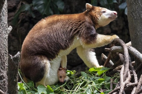 A Matschie's tree kangaroo joey that made its first appearance from its mother's pouch at New York's Bronx Zoo this month. (Wildlife Conservation Society/Terria Clay via The Associated Press files)