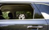 Friday, a 12-year-old catahoula/mountain cur mix, looks out the window from her spot in the car, in Ottawa on July 17, 2024. THE CANADIAN PRESS/Justin Tang