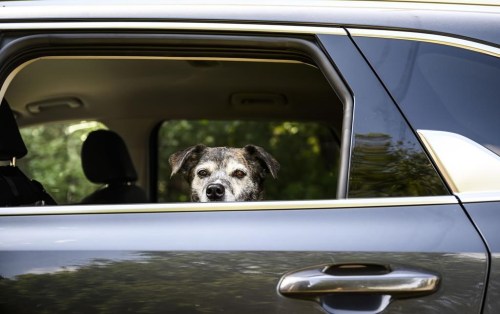 Friday, a 12-year-old catahoula/mountain cur mix, looks out the window from her spot in the car, in Ottawa on July 17, 2024. THE CANADIAN PRESS/Justin Tang