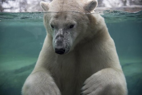 Polar bear Baffin is shown in this undated handout photo. The results of a necropsy are expected to be announced July 23 after the death of a polar bear in Calgary. The Wilder Institute and the Calgary Zoo says seven-year-old Baffin did not resurface from a pool after playing with another polar bear on July 19. THE CANADIAN PRESS/HO - Wilder Institute/Calgary Zoo