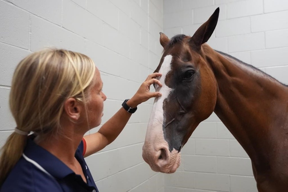 Stephanie Simpson, groom for U.S. Olympic Eventing Team member Boyd Martin, scratches Fedarman B in a horse holding pen at The Ark at John F. Kennedy International Airport in New York, Wednesday, July 17, 2024. (AP Photo/Pamela Smith)