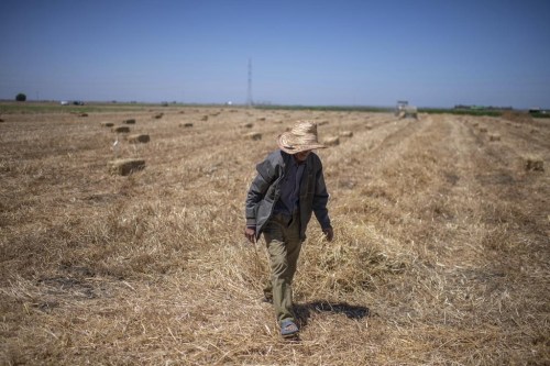 A farmer works in a wheat field on the outskirts of Kenitra, Morocco, Friday, June 21, 2024. Golden fields of wheat no longer produce the bounty they once did in Morocco. A six-year drought has imperiled the country's entire agriculture sector, including farmers who grow cereals and grains used to feed humans and animals. (AP Photo)