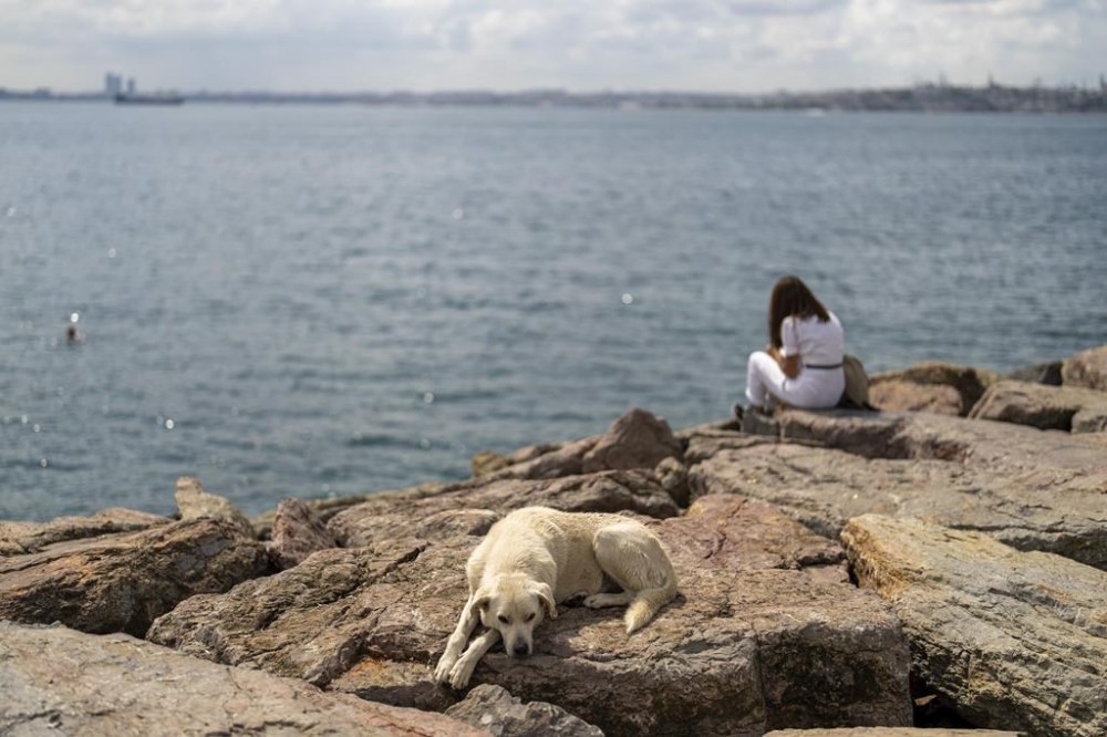 A stray dog rests at Kadikoy sea promenade in Istanbul, Turkey, Saturday, July 6, 2024. A Turkish parliamentary commission has approved a bill aimed at regulating the country's large stray dog population, a move that has raised concerns among animal rights advocates who fear many of the dogs would be killed or end up in neglected and overcrowded shelters. (AP Photo/Francisco Seco)