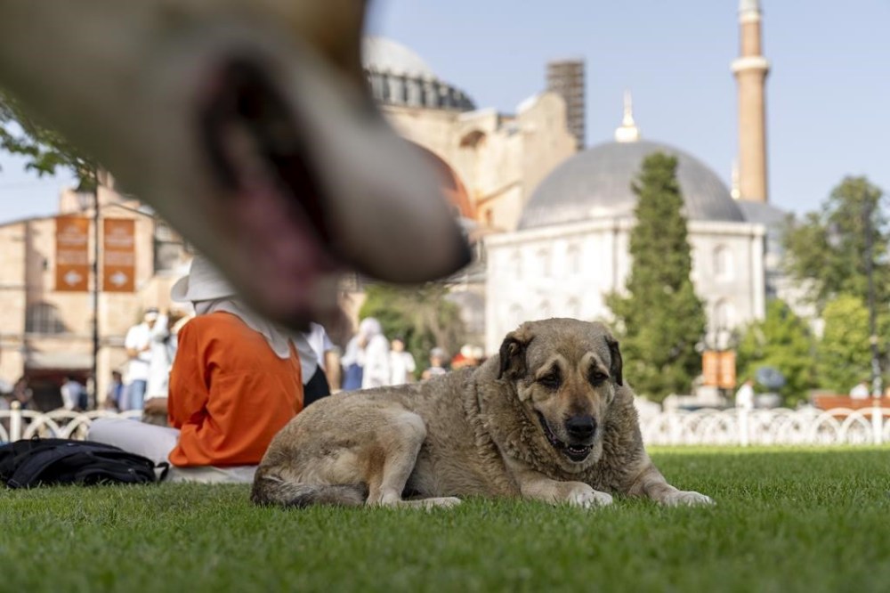 A stray dog rests outside Byzantine-era Hagia Sophia mosque in Istanbul, Turkey, Wednesday, July 3, 2024. A Turkish parliamentary commission has approved a bill aimed at regulating the country's large stray dog population, a move that has raised concerns among animal rights advocates who fear many of the dogs would be killed or end up in neglected and overcrowded shelters.(AP Photo/Francisco Seco)