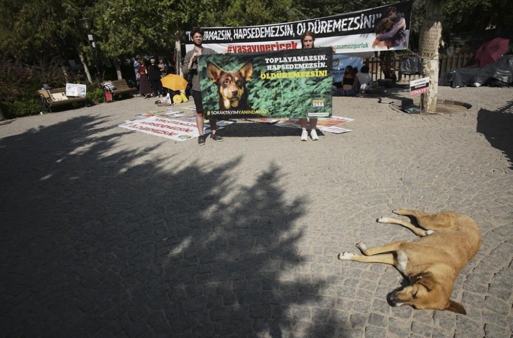 A Stray dog rests as animal rights activists hold a banner that reads
