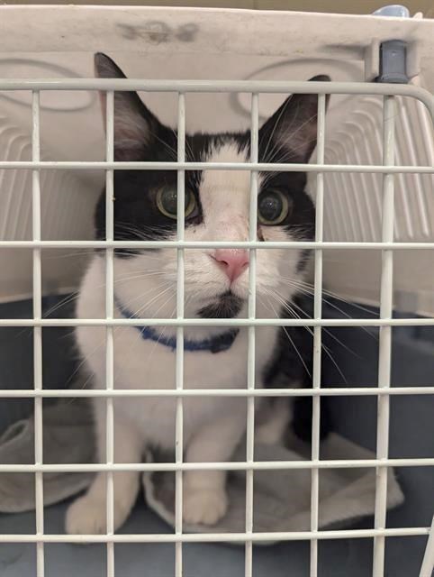 Indie the cat. (Ottawa Humane Society / The Canadian Press)