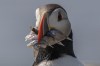 Puffins are feeling the heat. These defining birds of Machias Seal Island off the coasts of New Brunswick and Maine are feeling the effects of warming waters with scientists seeing changes in size of puffins, their bills and also fluctuations in reproduction and survival of chicks.An Atlantic puffin clamps down on baitfish it will feed to a chick on Eastern Egg Rock, Maine, Sunday, Aug. 5, 2023. THE CANADIAN PRESS/AP/Robert F. Bukaty