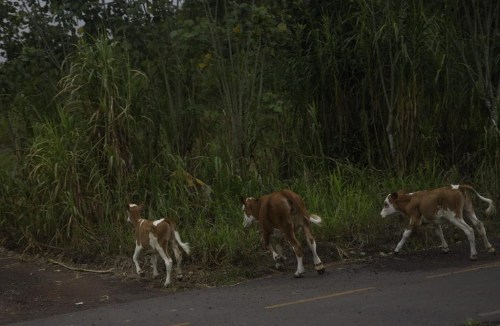 Untagged and unbranded cattle roam the highland grounds where giant tortoises feed on a reserve called Rancho Primicias on Saturday, June 15, 2024, on Santa Cruz, Ecuador in the Galapagos. This invasive species, along with others brought by humans like feral cats, dogs and pigs, threaten the endemic species on the islands. (AP Photo/Alie Skowronski)