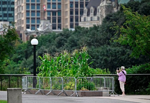 A person takes a photo of corn and other vegetables growing in a planter box surrounded by metal fencing, at Major's Hill Park in Ottawa, on Wednesday, July 31, 2024. The National Capital Commission says the food it's growing in these planters is not meant to be eaten, and may actually be unsafe to eat. THE CANADIAN PRESS/Justin Tang