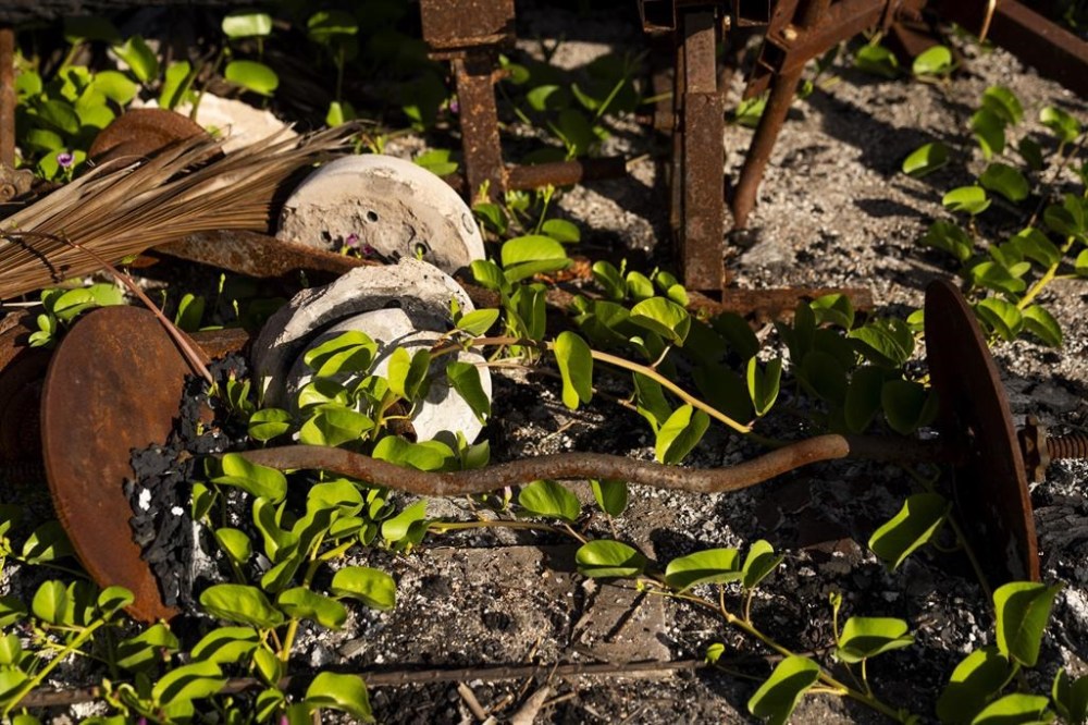New vines grow through Ekolu Lindsey's home gym at the waterfront home where his family has lived for five generations, destroyed in the August 2023 wildfires, Saturday, July 6, 2024, in Lahaina, Hawaii. Lindsey is living at a friend’s place on Oahu, another island, a plane ride away. He couldn’t find anything in Lahaina for less than $4,000 a month. State conservation officials won’t allow people to enter the ocean from the burn zone. He surfs on Oahu, but it’s not the same. “You get the physical exercise,” he said, but not the “rejuvenation of that mana.” (AP Photo/Lindsey Wasson)
