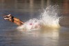 Spain's Antonio Serrat Seoane dives into the water during the swim leg of mixed relay triathlon at the 2024 Summer Olympics, Monday, Aug. 5, 2024, in Paris, France. (AP Photo/Vadim Ghirda)