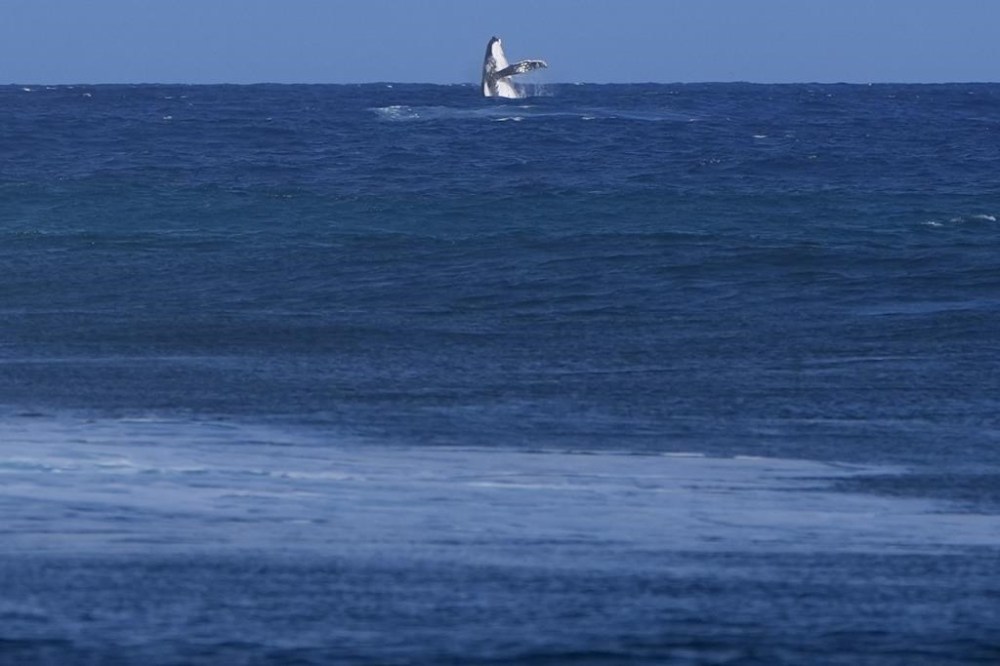 A whale breaches during the semifinal round of the surfing competition between Brisa Hennessy, of Costa Rica, and Tatiana Weston-Webb, of Brazil, at the 2024 Summer Olympics, Monday, Aug. 5, 2024, in Teahupo'o, Tahiti. (AP Photo/Gregory Bull)