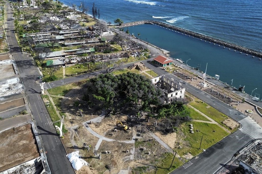 FILE - New leaves grow on the historic banyan tree on June 26, 2024, in Lahaina, Hawaii. When a deadly wildfire tore through Lahaina on Maui last August, the wall of flames threatened the 150-year-old banyan tree along the historic town's Front Street. But the sprawling tree survived the blaze, and thanks to the efforts of arborists and dedicated volunteers, parts of it are growing in a sign of resilient life. (AP Photo/Mengshin Lin)