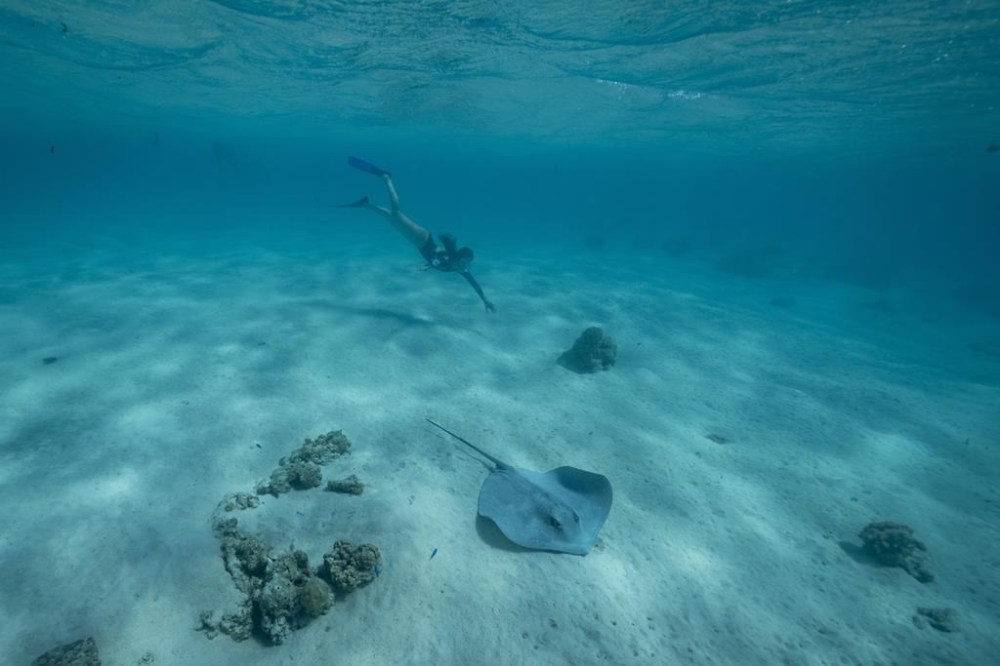 A snorkeler swims with a ray at a marine reserve, or rahuri, Tuesday, Aug. 6, 2024, near Tiahura, on the island of Moorea, in Tahiti. (AP Photo/Gregory Bull)