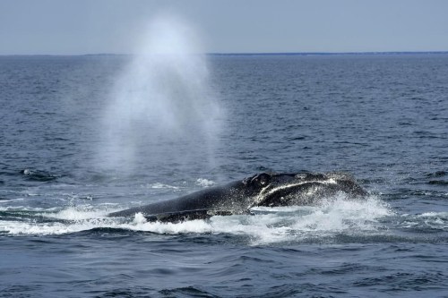 A North Atlantic right whale surfaces on Cape Cod Bay in Massachusetts, March 27, 2023. For the second time in seven days, an entangled North Atlantic right whale has been spotted in the southern Gulf of St. Lawrence. (AP Photo/Robert F. Bukaty, NOAA permit # 21371)