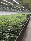 CRC, of Alabama, has 1,500 medical marijuana plants, shown here on July 23, 2024, growing at their Pike County, Alabama facility. The company is one of seven companies licensed to cultivate medical marijuana in Alabama, but the state's medical marijuana program is delayed because of disputes over other licenses. (AP Photo/Kim Chandler)