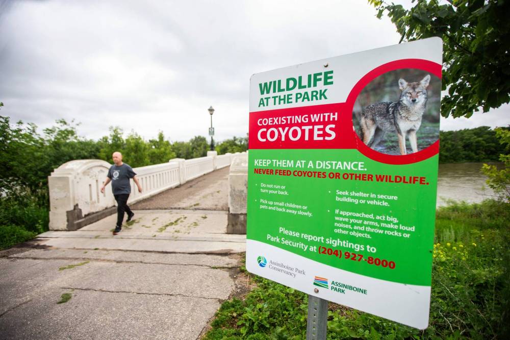 MIKAELA MACKENZIE / FREE PRESS
Signs warn visitors of coyotes at Assiniboine Park.
