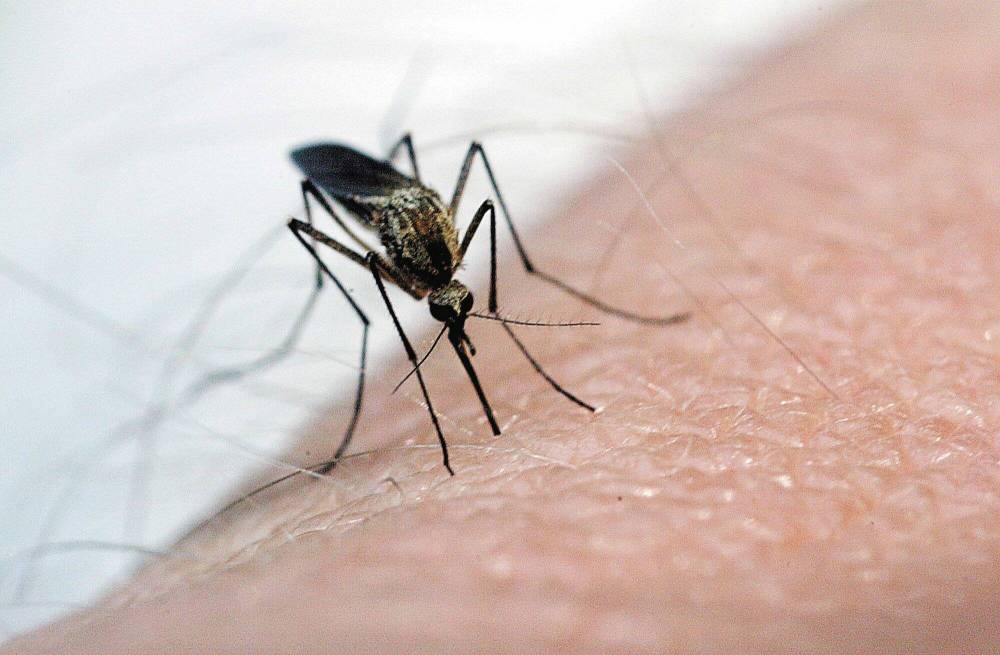 The best option to battle Winnipeg’s mosquitoes is to find a new fogging product, city officials say. (File)