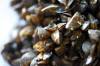 MIKE DEAL / FREE PRESS FILES
                                Manitoba minister of natural resources, Jamie Moses, announced Thursday that the province will deploy mobile inspection stations to check and decontaminate watercraft with possible zebra mussels or zebra mussel DNA.