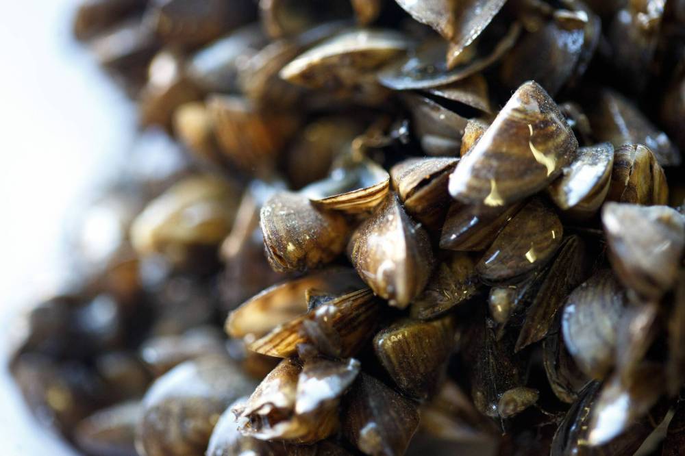 MIKE DEAL / FREE PRESS FILES
Manitoba minister of natural resources, Jamie Moses, announced Thursday that the province will deploy mobile inspection stations to check and decontaminate watercraft with possible zebra mussels or zebra mussel DNA.